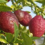 Lime Citrus Trees Cape Coral - Red Lime 2