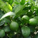 Lime Citrus Trees Cape Coral - Tahitian Lime 1