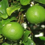 Lime Citrus Trees Cape Coral - Tahitian Lime 2