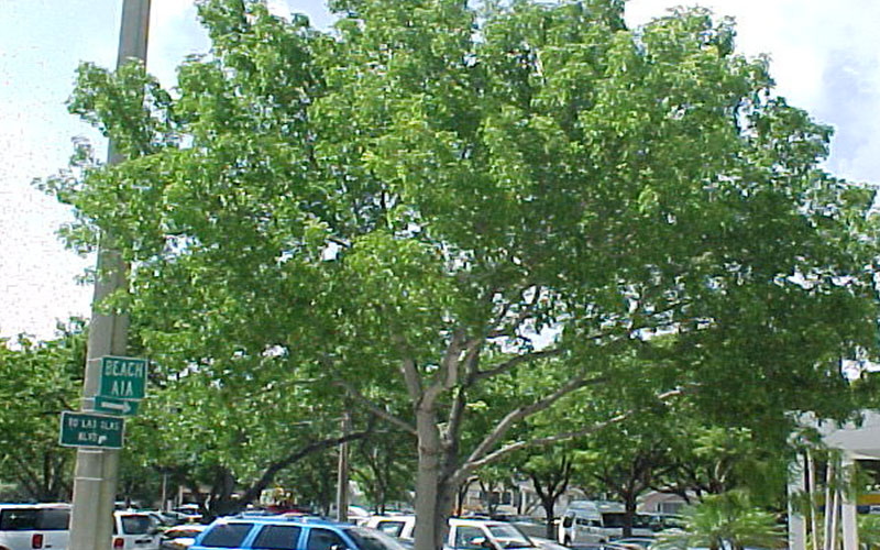 Mahogany Tree Cape Coral 2