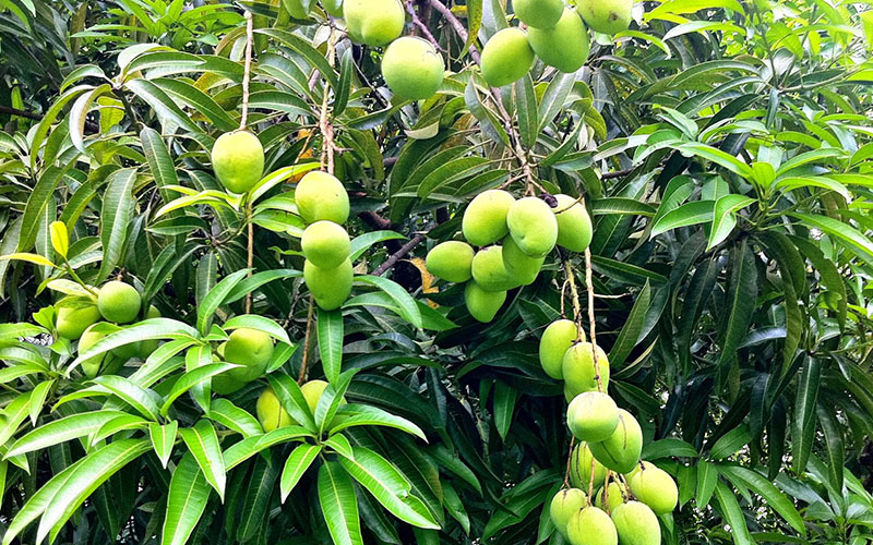 Mango fruit tree cape coral PLANT