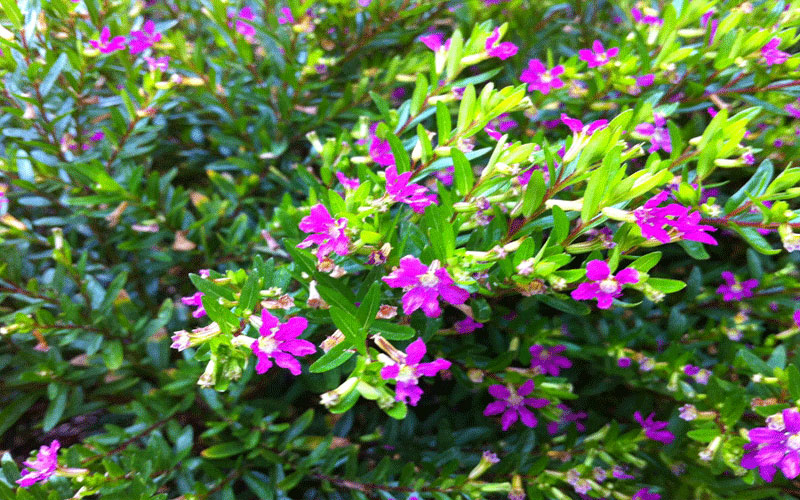 Mexican Heather Cape Coral 1