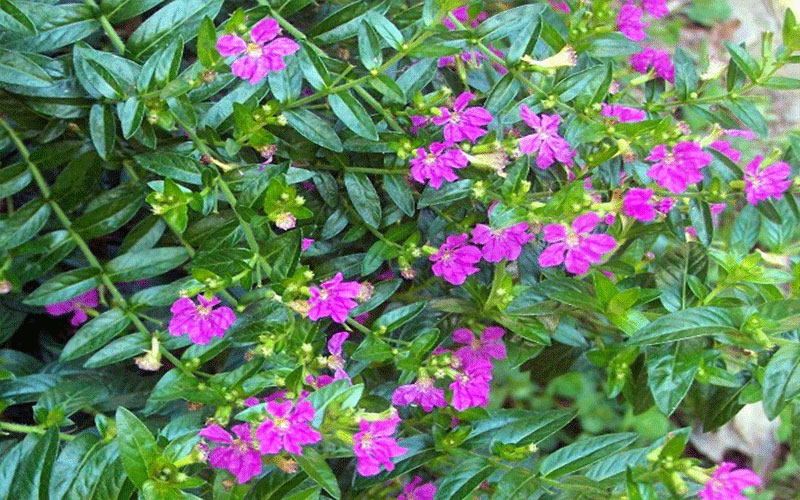 Mexican Heather Cape Coral 2