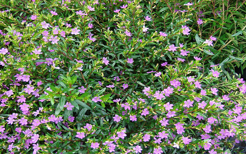 Mexican Heather Cape Coral