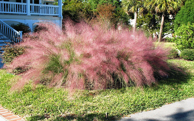Muhly Grass Plants Cape Coral 1