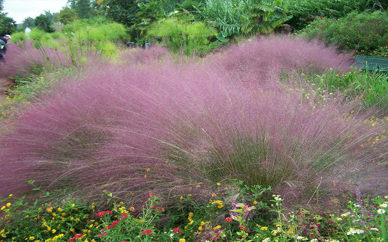 Muhly Grass Plants Cape Coral 2
