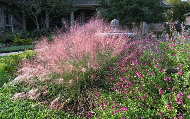 Muhly Grass Plants Cape Coral 3