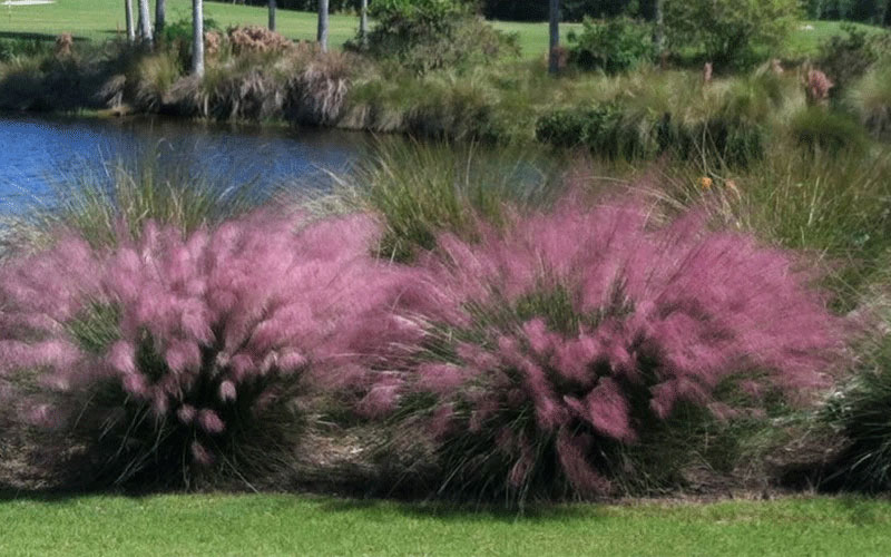 Muhly Grass Plants Cape Coral