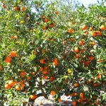 Orange Citrus Trees Cape Coral - Minneola 1