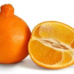 Orange Citrus Trees Cape Coral - Minneola 2