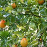 Orange Citrus Trees Cape Coral - Minneola 3