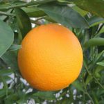 Orange Citrus Trees Cape Coral - Navel 2