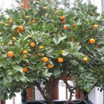 Orange Citrus Trees Cape Coral - Navel 3