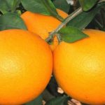 Orange Citrus Trees Cape Coral - Valencia 2