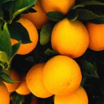 Orange Citrus Trees Cape Coral - Valencia 1