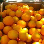 Orange Citrus Trees Cape Coral - Valencia 3