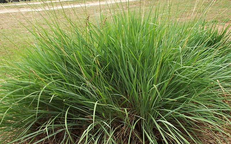 Ornamental Grass Plants in Cape Coral fakahatchee