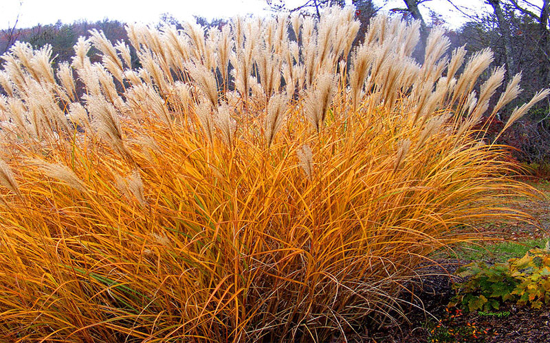 Pampas Grass Plants Cape Coral 2