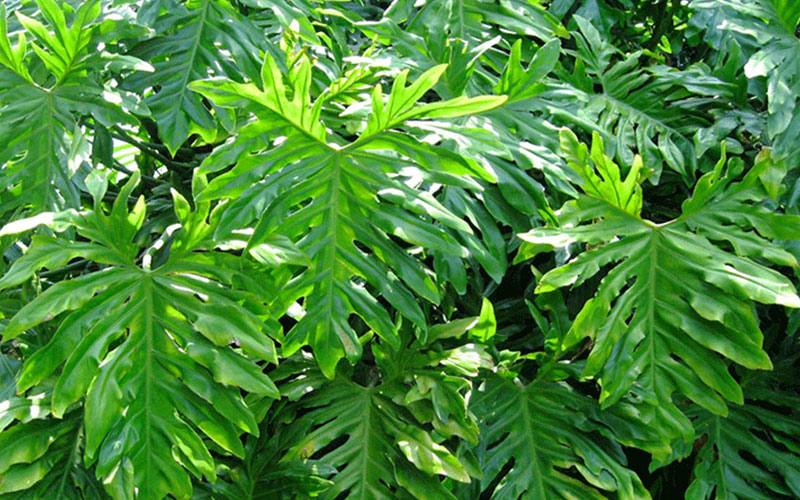 Philodendron Plants Cape Coral 1