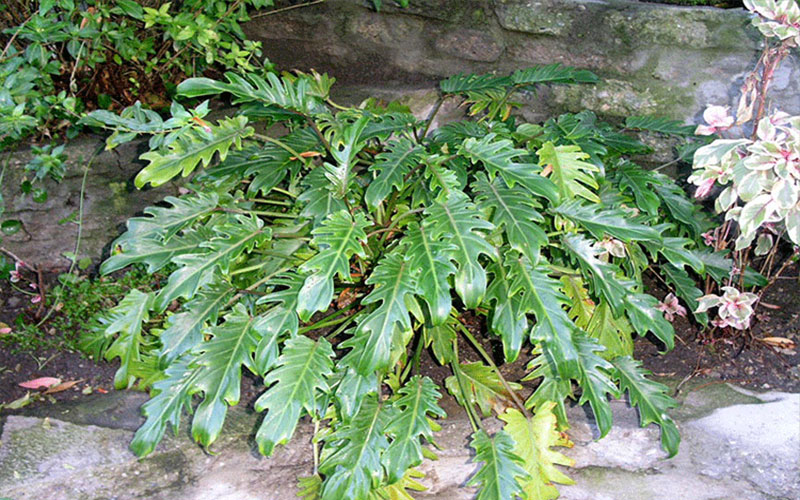 Philodendron Plants Cape Coral 2