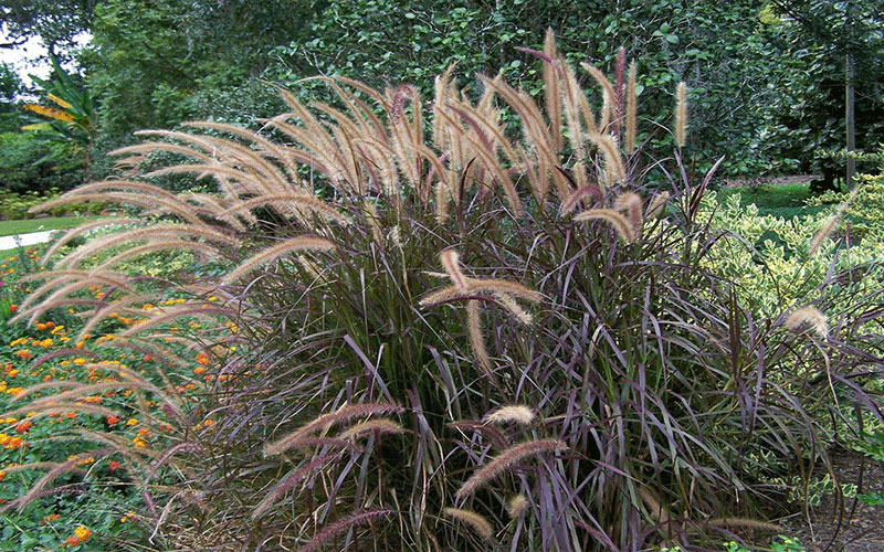 Red Fountain Grass Plants Cape Coral 1