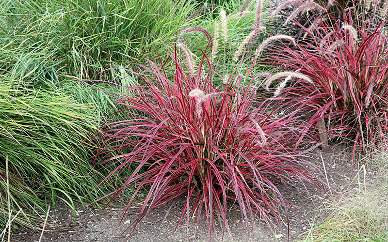 Red Fountain Grass Plants Cape Coral 2