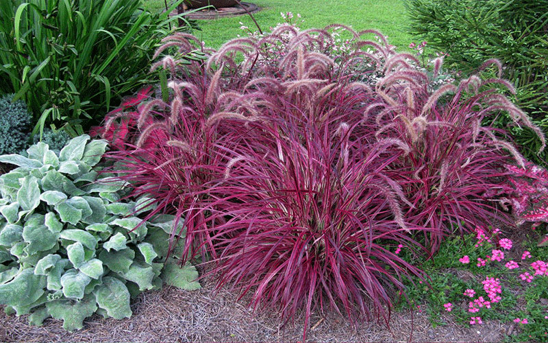 Red Fountain Grass Plants Cape Coral 3
