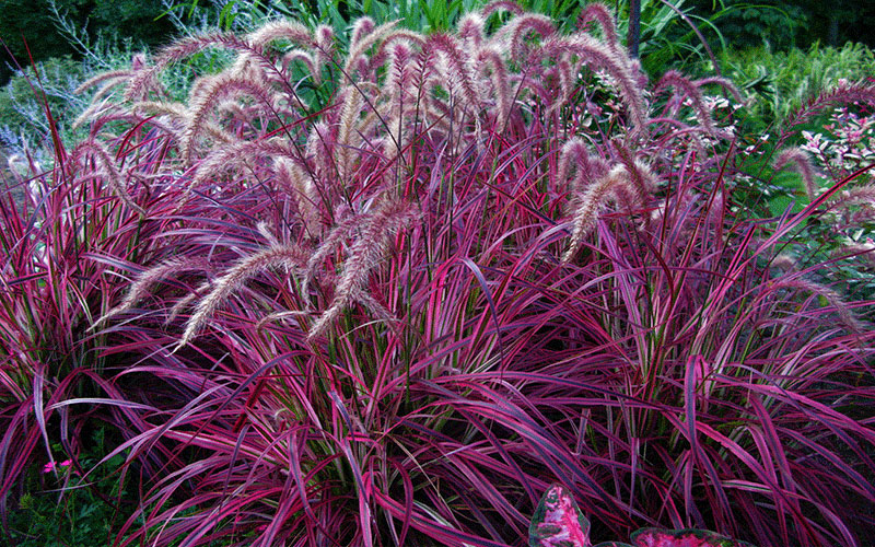 Red Fountain Grass Plants Cape Coral