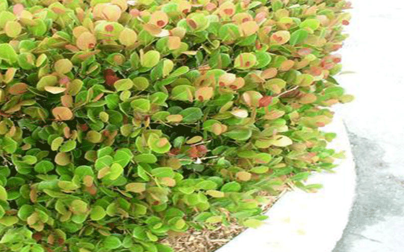 Red Tipped Cocoplum Cape Coral 3