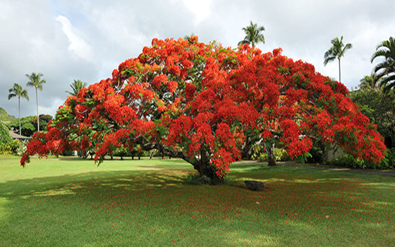Royal Poinciana Tree Cape Coral 2