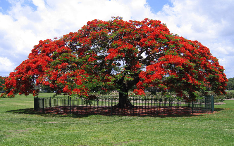 Royal Poinciana Tree Cape Coral