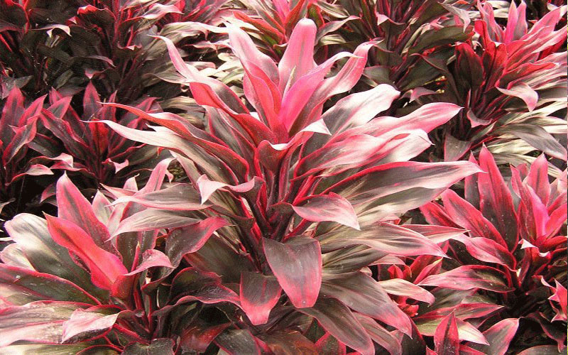 Shade Garden Plants in Cape Coral auntie-lou-cordyline