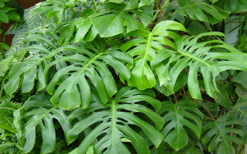 Shade Garden Plants in Cape Coral philodendron