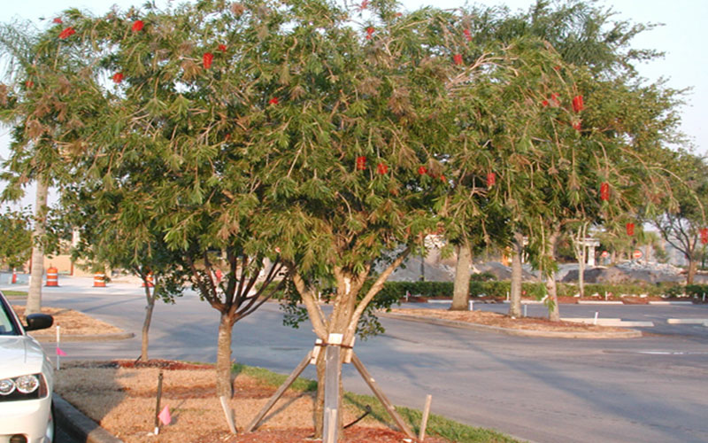 Shade Trees in Cape Coral bottle-brush