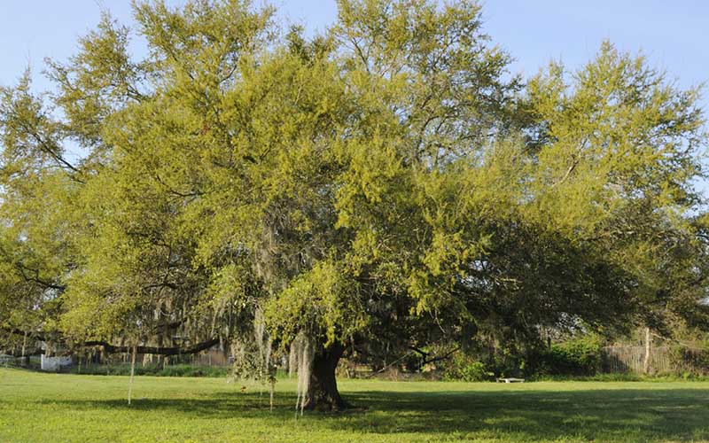 Shade Trees in Cape Coral live-oak