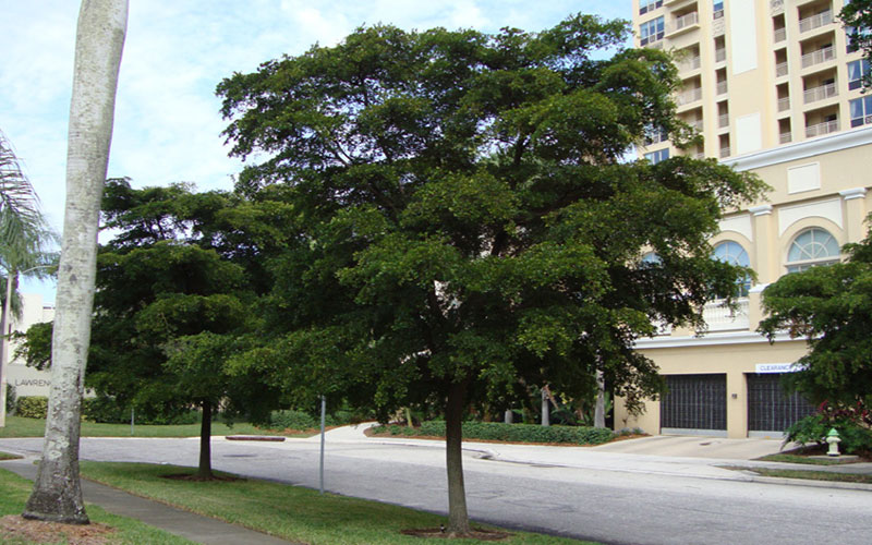 Shade Trees in Cape Coral shady-lady-black-olive