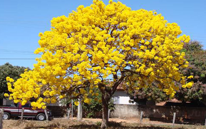 Shade Trees in Cape Coral tabebuia
