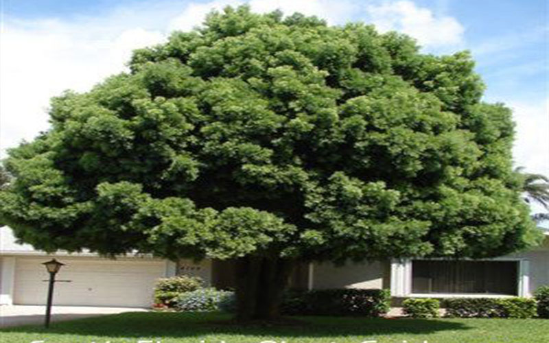 Shade Trees in Cape Coral weeping-podocarpus
