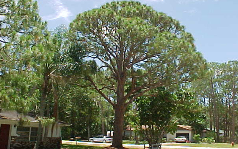 Slash Pines Tree Cape Coral 2