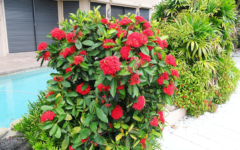 Taiwanese Red Cape Coral 1