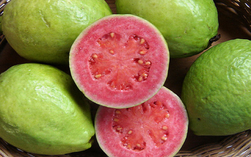 Tropical Fruit Trees in Cape Coral guava