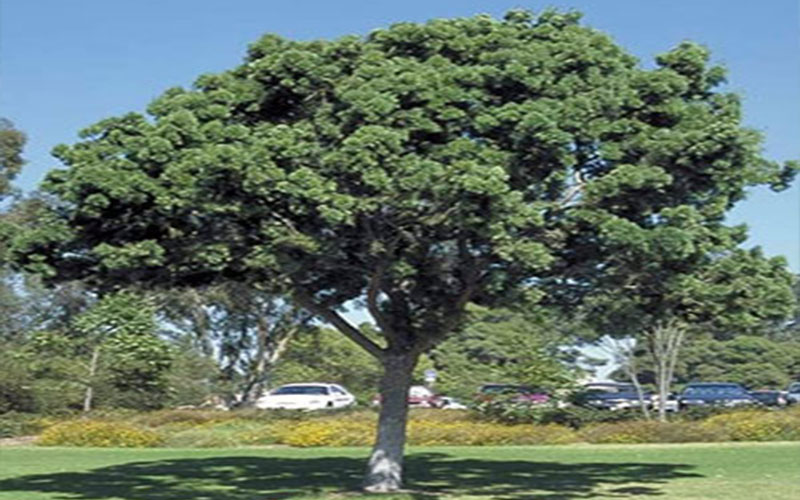 Weeping Podocarpus Tree Cape Coral 1