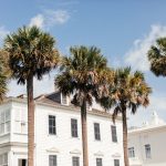 Where to find the best palm trees in Cape Coral