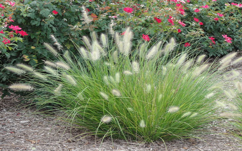White Fountain Grass Plants Cape Coral 3