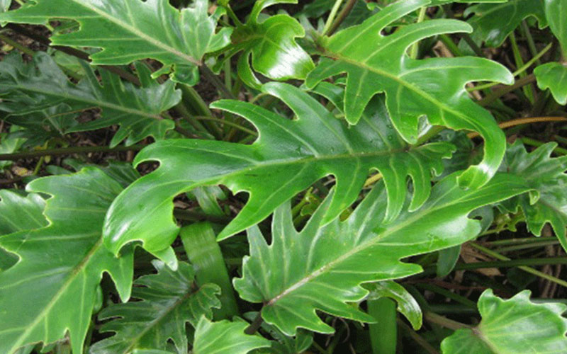 Xanadu Plants Cape Coral 2