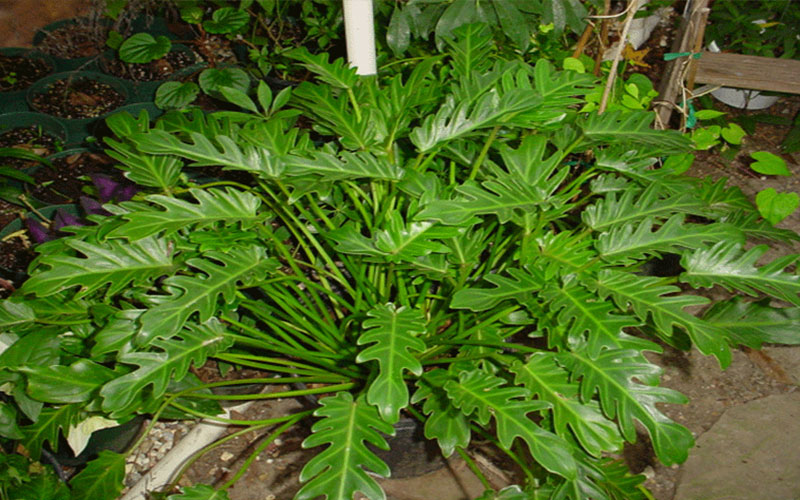 Xanadu Plants Cape Coral