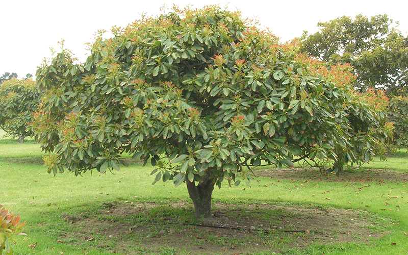 avocado fruit tree cape coral