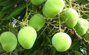 mango fruit tree cape coral cac-mango