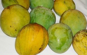 mango fruit tree cape coral carrie-mango