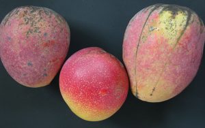 mango fruit tree cape coral cogshall-mango